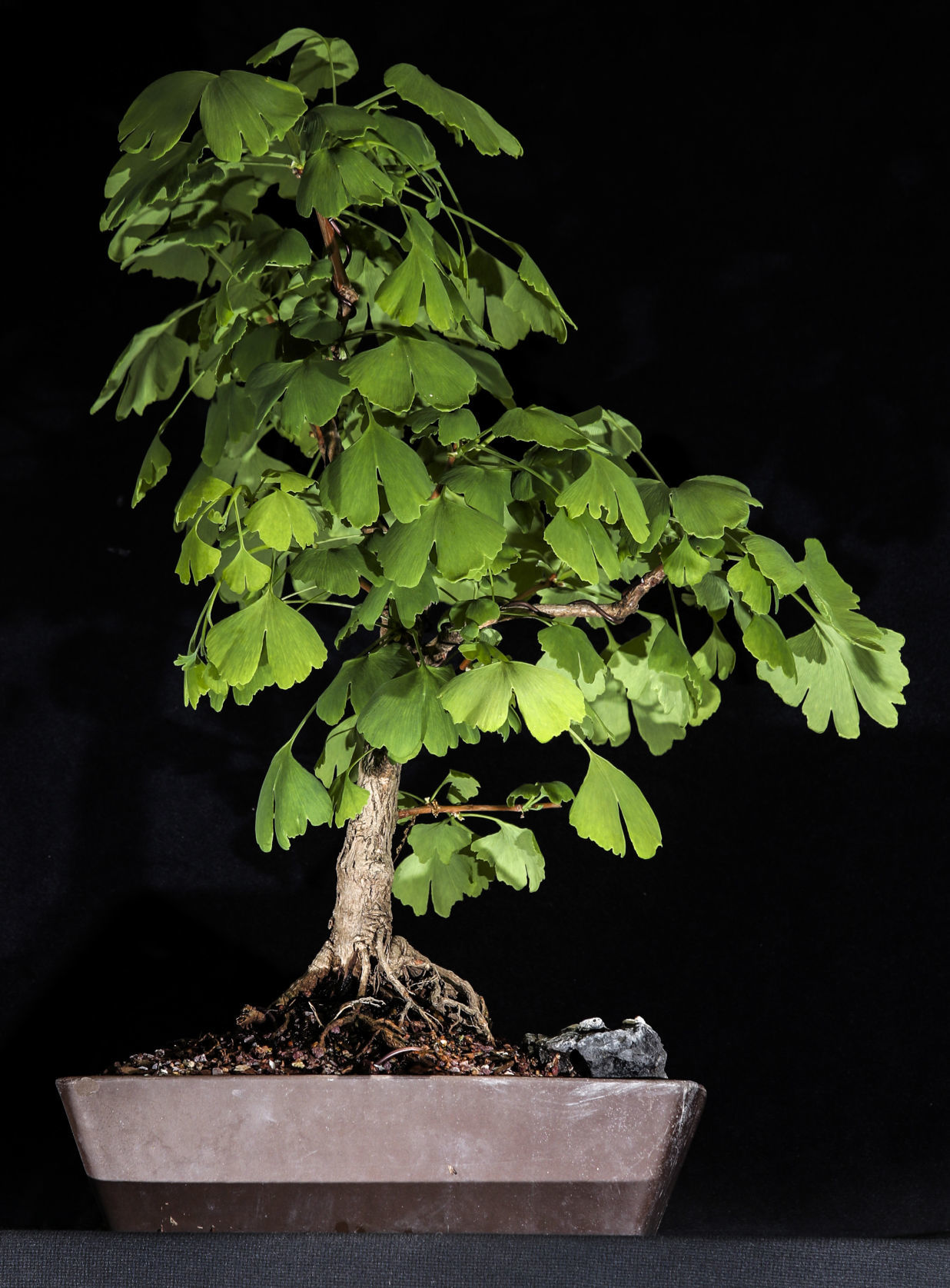 7. specialty plants (choice no. 2; use only one)